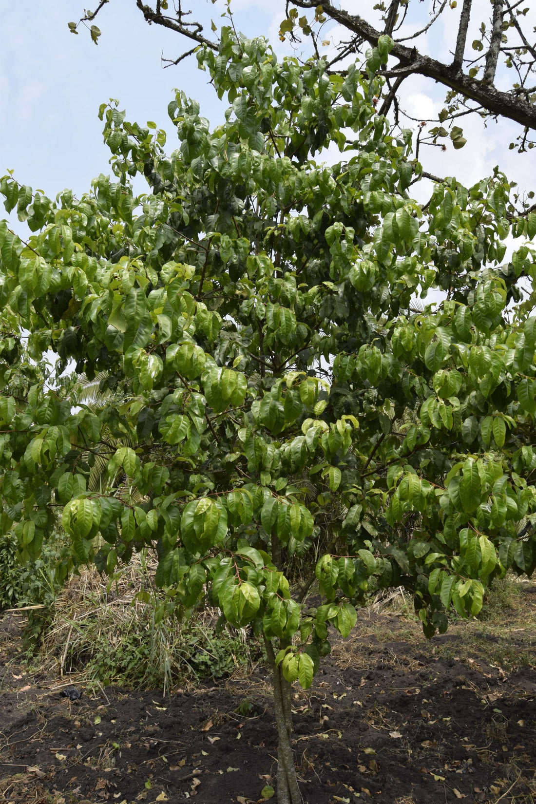 Prunus africana ★ AFRICAN CHERRY