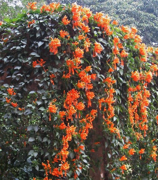 Pyrostegia venusta ★ ORANGE TRUMPET VINE