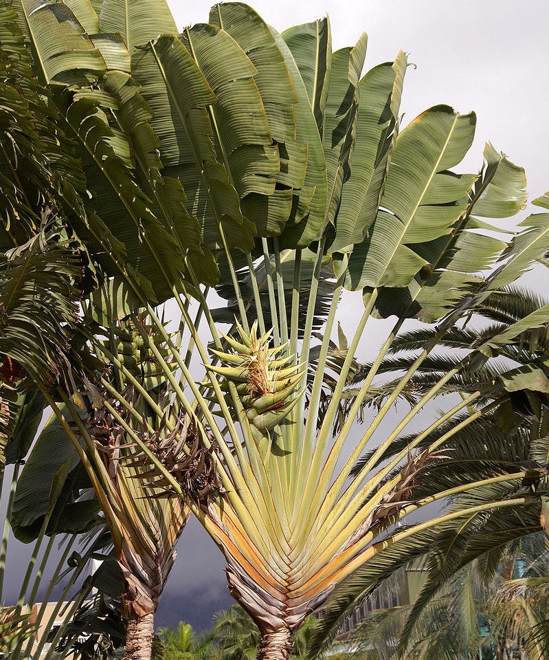 Ravenala madagascariensis  ★ TRAVELLER&