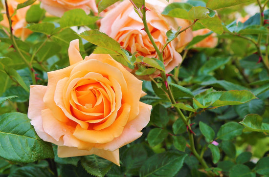 Rosa species ★ ROSE