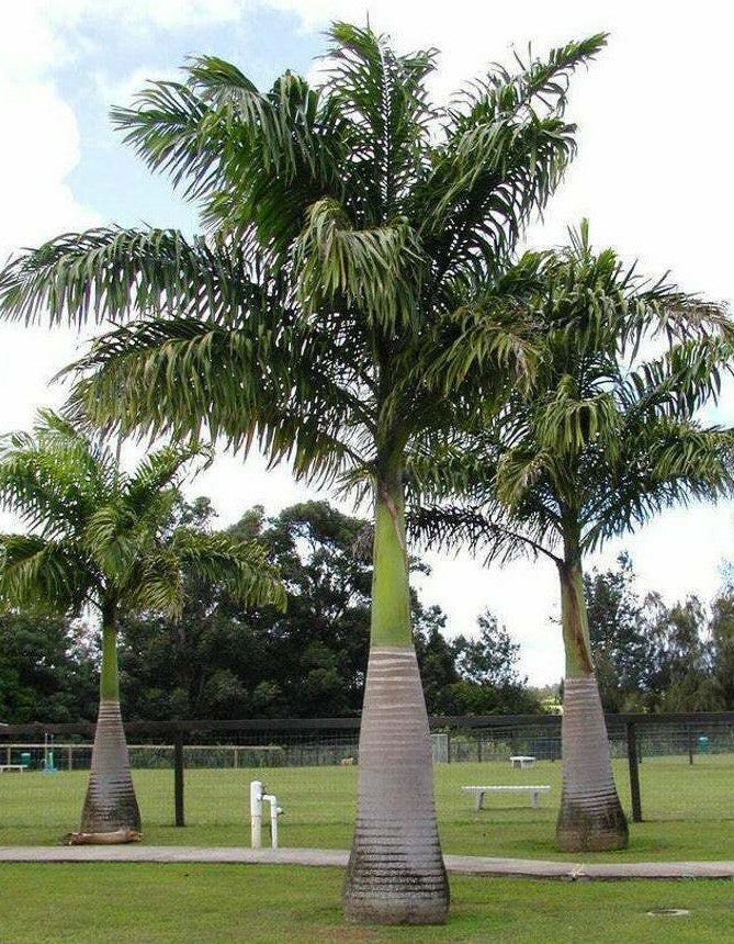 Roystonea regia ★ ROYAL PALM