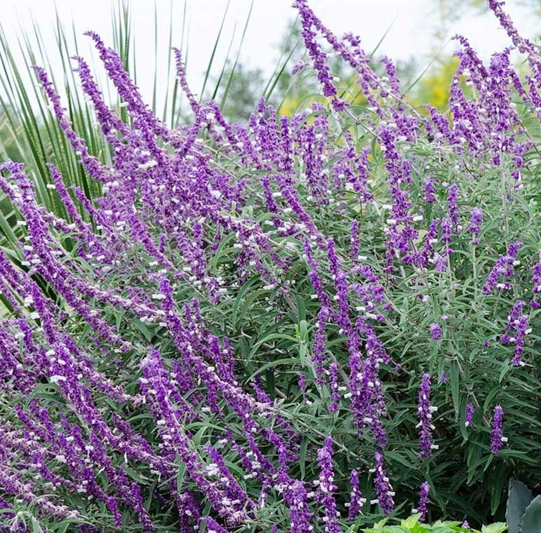 Salvia leucantha ★ BUSH SAGE