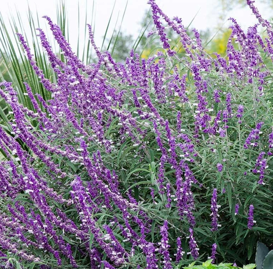 Salvia leucantha ★ BUSH SAGE