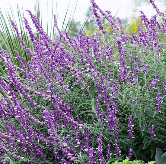 Salvia leucantha ★ BUSH SAGE