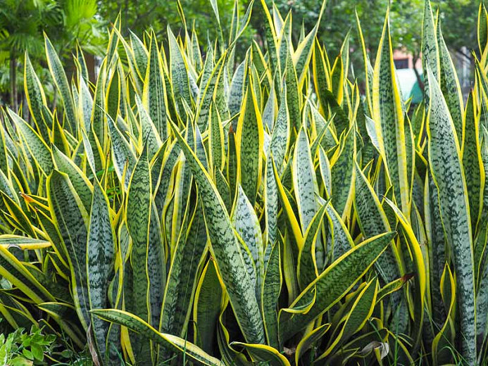 Sanseveria trifasciata ★ SNAKE PLANT