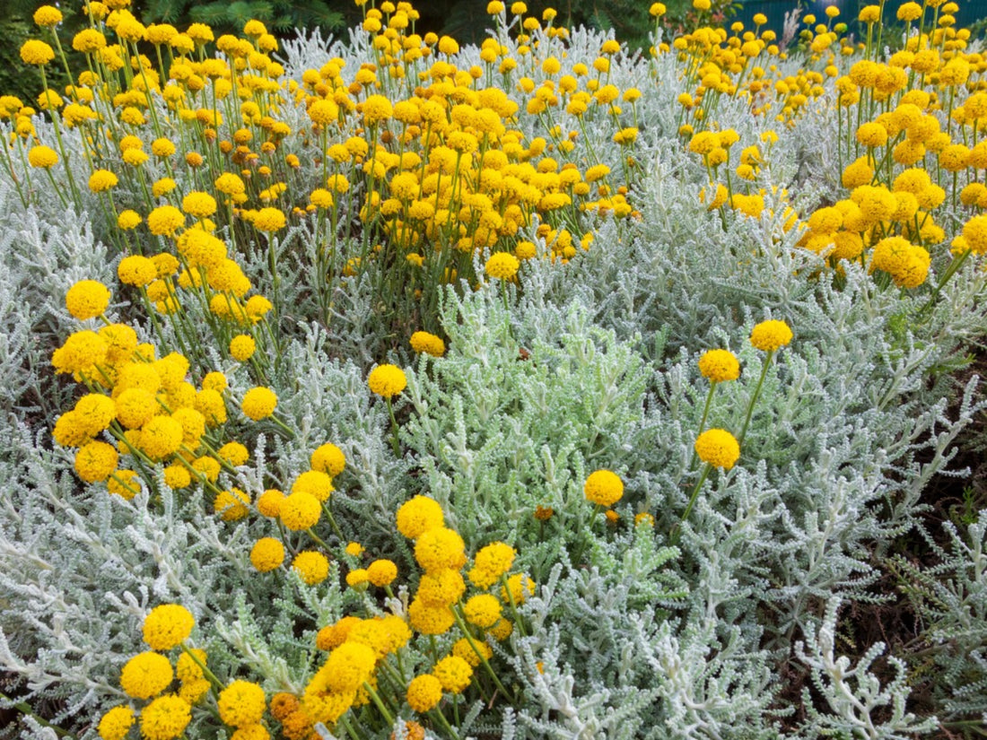 Santolina chamaecyparissus  ★ LAVENDER COTTON