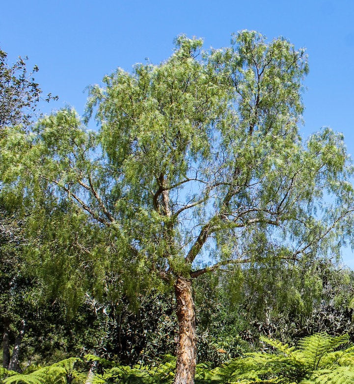 Schinus molle ★ PERUVIAN PEPPER TREE – Plantitude Kenya