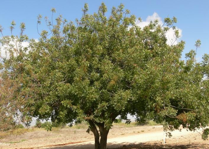 Brazilian Pepper Tree Drawing at Arthur Dwyer blog