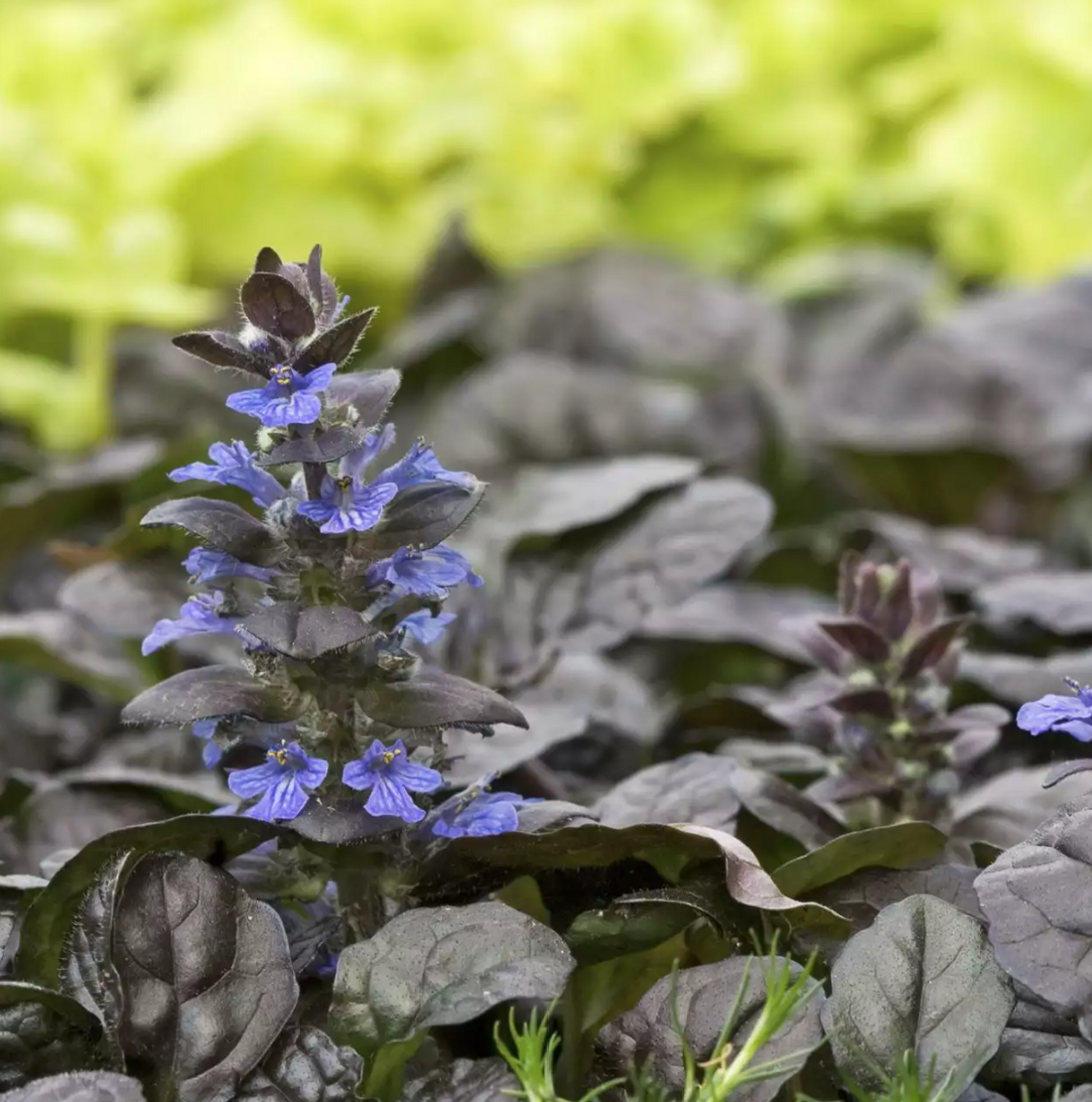 Ajuga reptans ★ BUGLEHERB