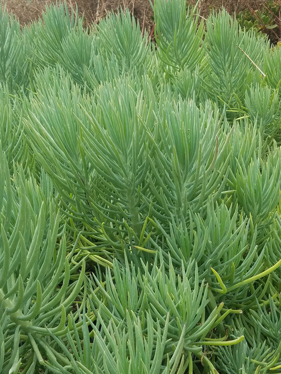 Senecio vitalis ★ NARROW LEAF CHALKSTICKS