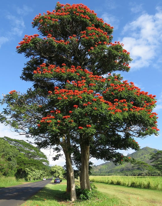 Spathodea nilotica ★ NANDI FLAME