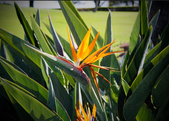 Strelitzia reginae ★ BIRD OF PARADISE