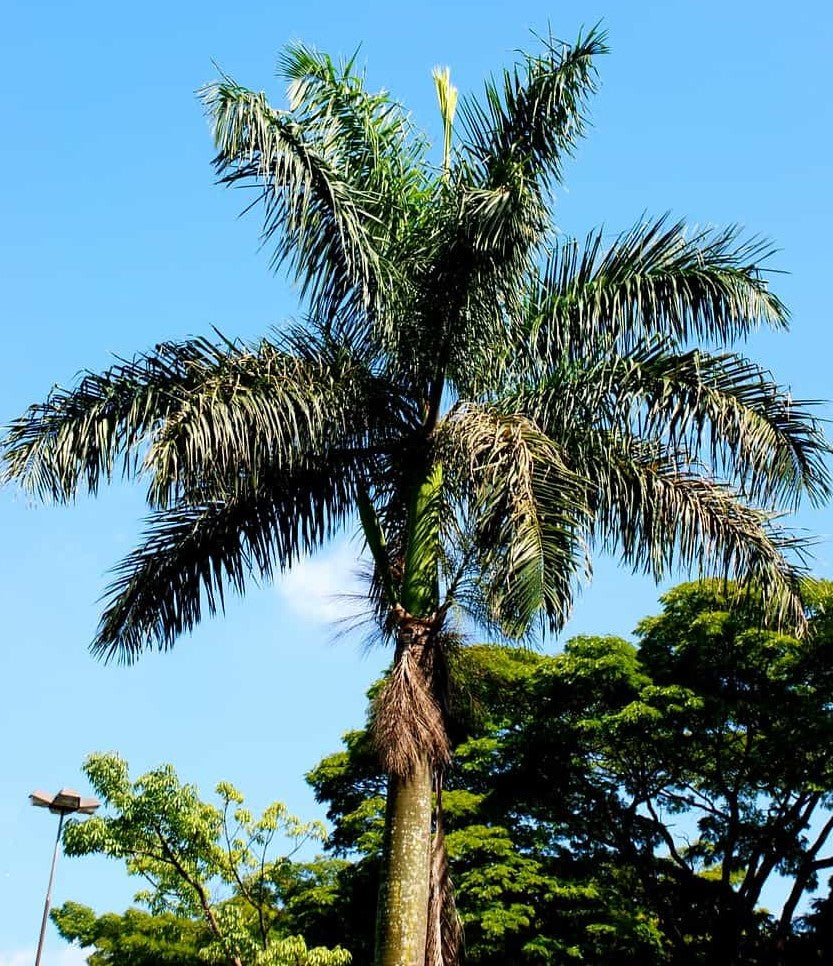 Syagrus romanzoffiana ★ QUEEN PALM