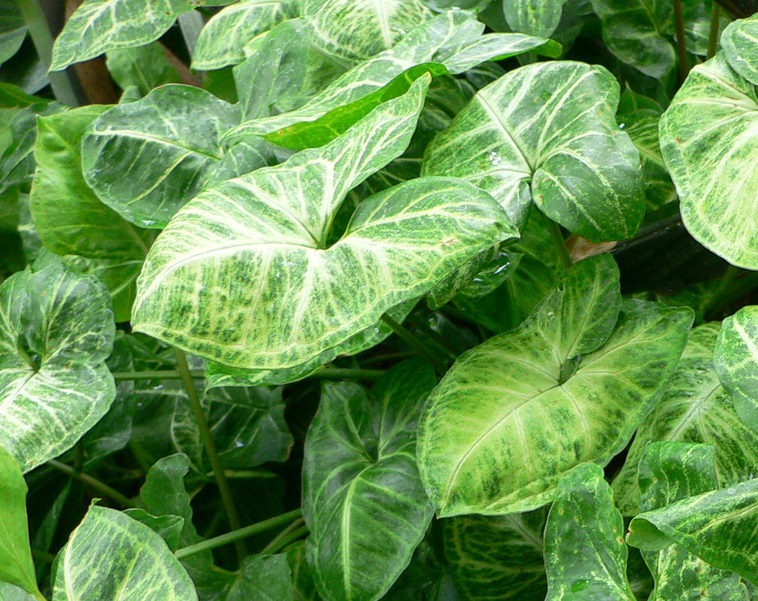Syngonium podophyllum ★ ARROWHEAD PLANT