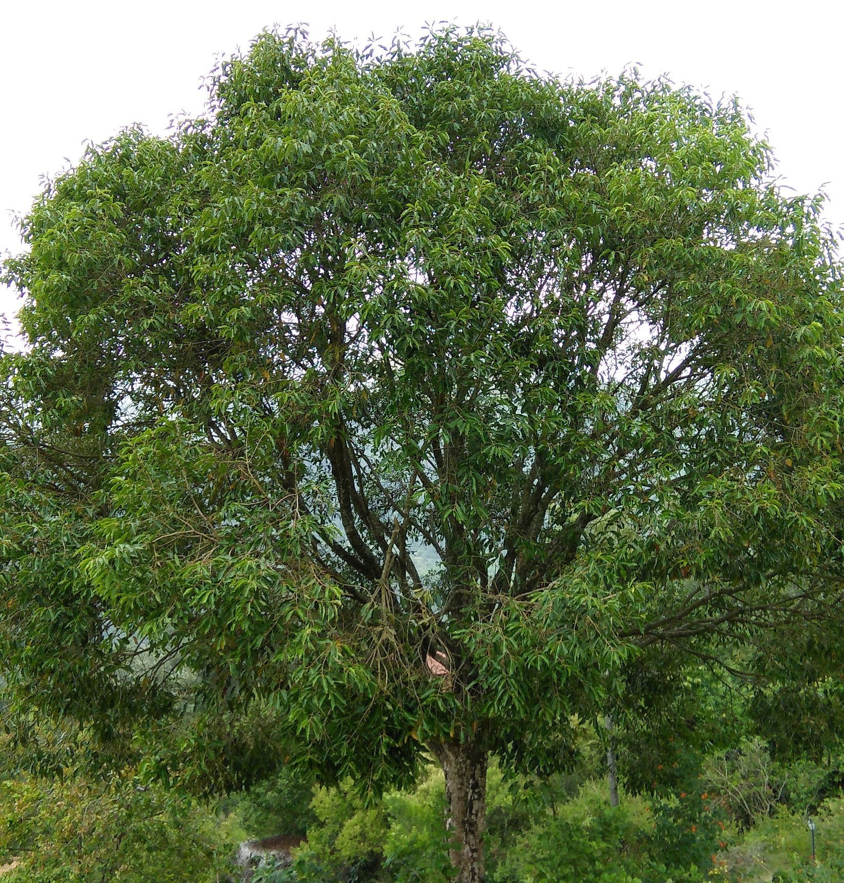 Syzygium cuminii ★ JAVA PLUM