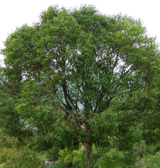 Syzygium cuminii ★ JAVA PLUM
