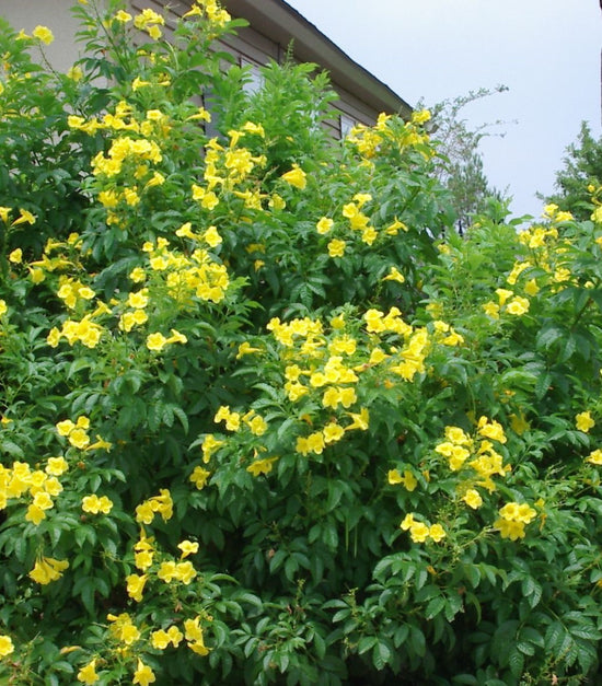 Tecoma stans ★ YELLOW ELDER