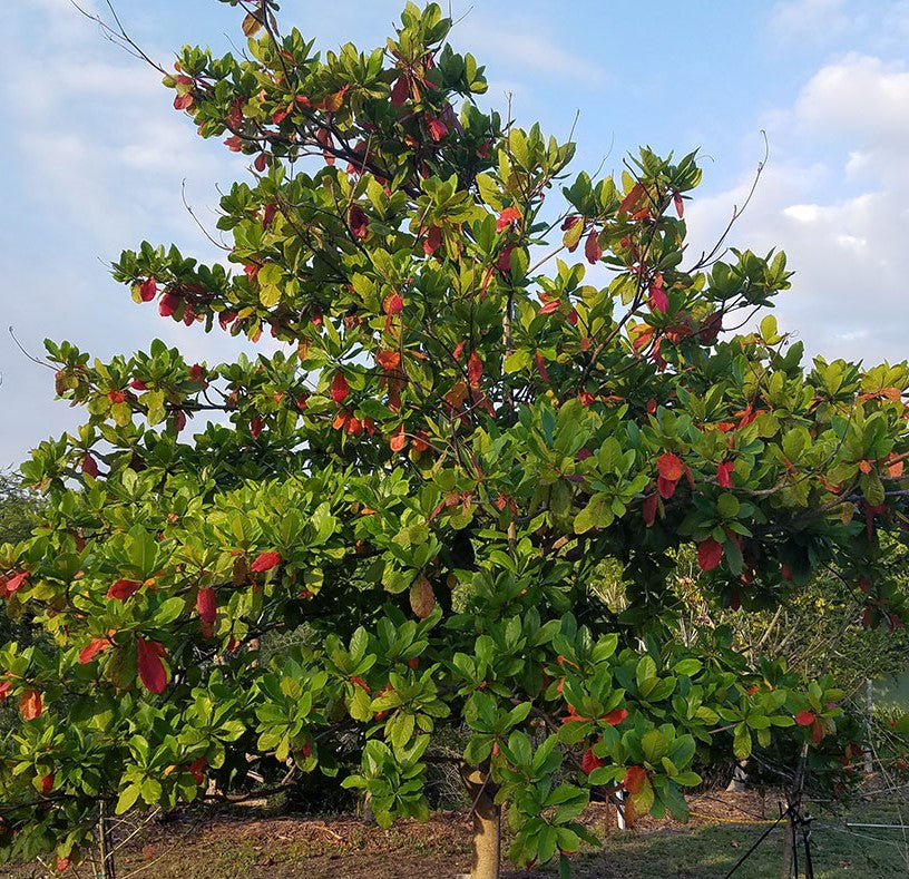 Terminalia catappa ★ INDIAN ALMOND