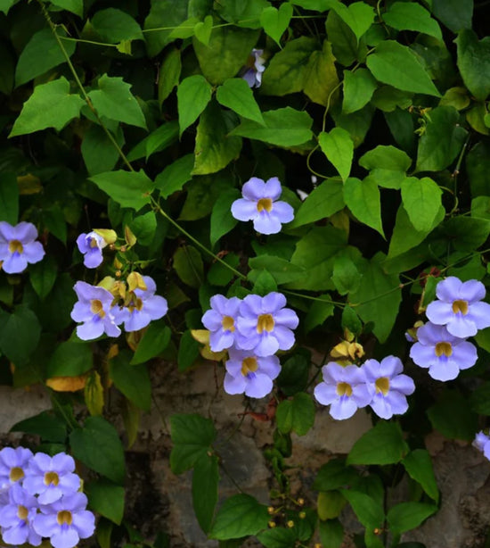 Thunbergia grandiflora ★ BLUE TRUMPET VINE