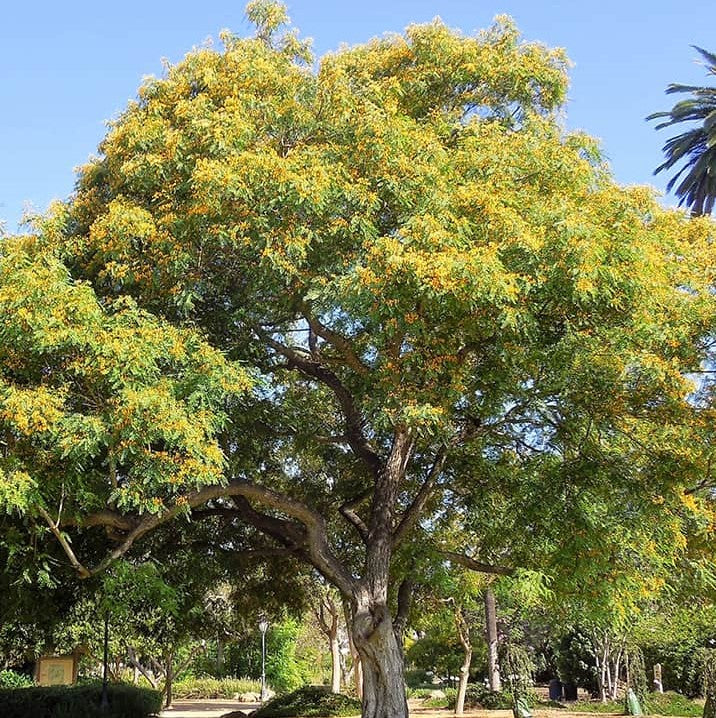 Bolivia Tree Tipuana tipu ★ PRIDE OF BOLIVIA – Plantitude Kenya