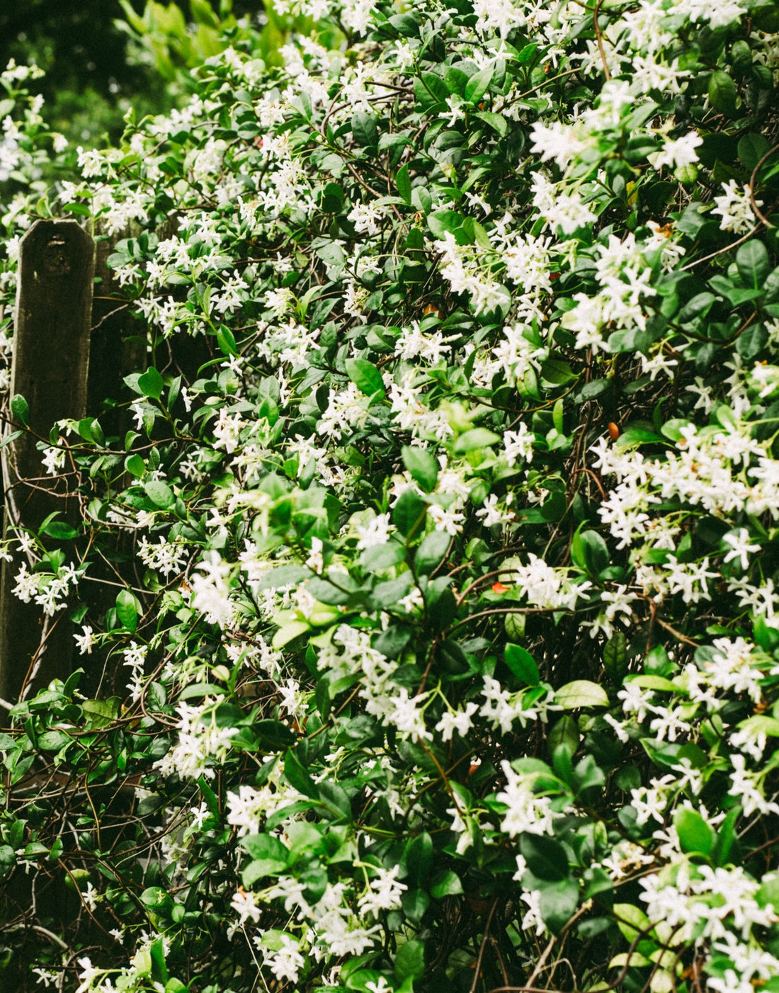 Trachelospermum jasminoides ★ STAR JASMINE