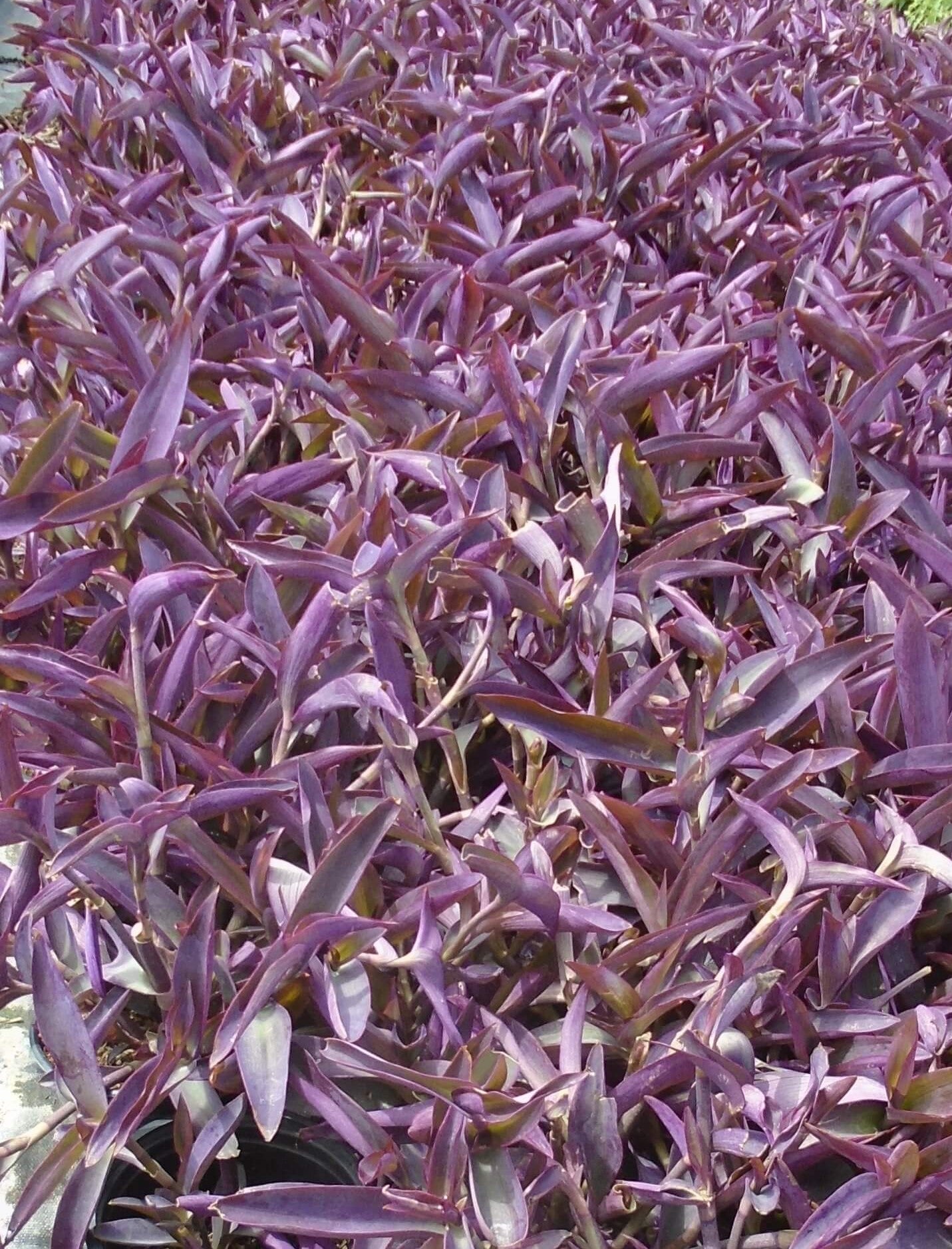Tradescantia pallida ★ PURPLE HEART