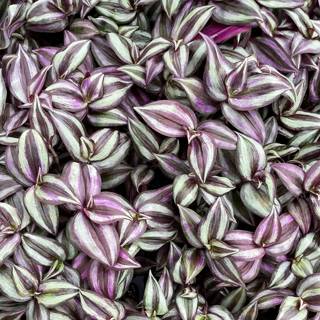 Tradescantia zebrina ★ WANDERING JEW