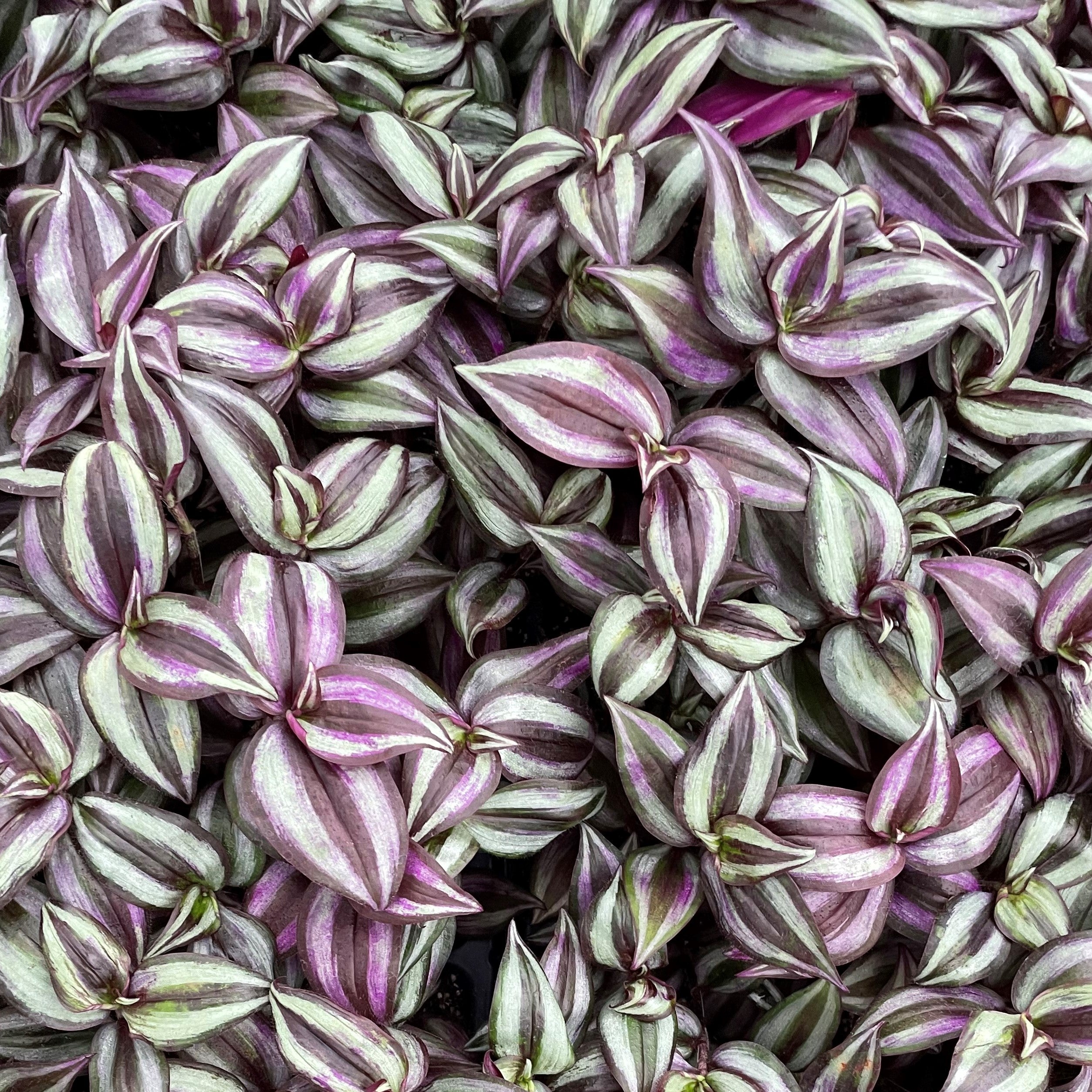 Tradescantia zebrina ★ WANDERING JEW