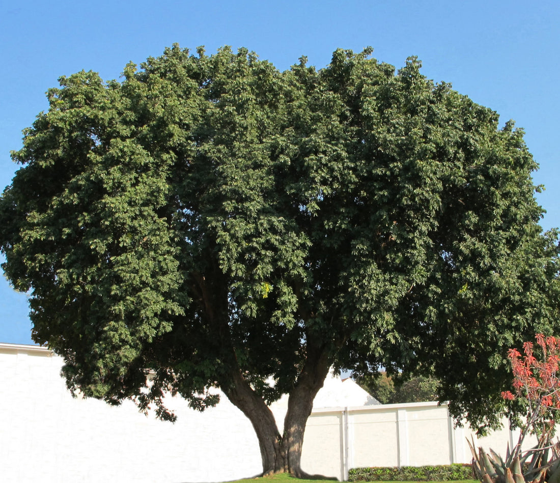 Trichilia emetica ★ MAHOGANY