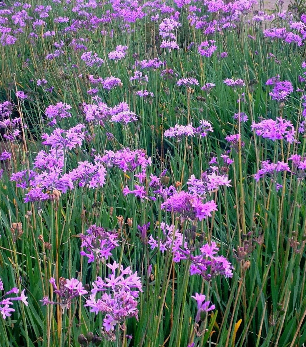 Tulbaghia violacea ★ WILD GARLIC