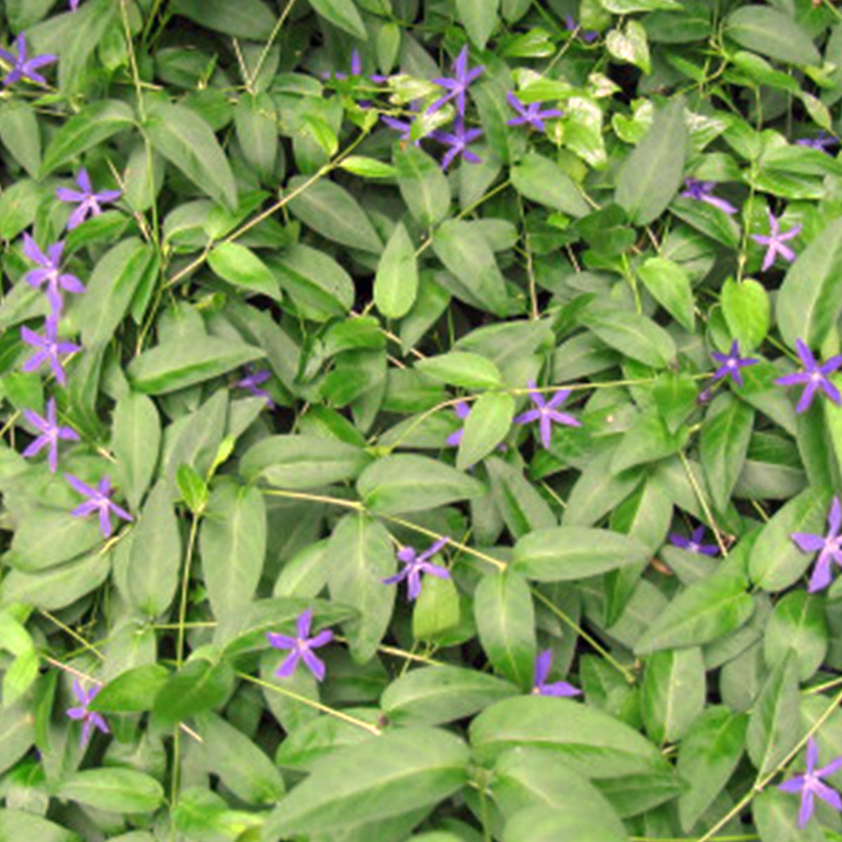 Vinca major ★ BIGLEAF PERIWINKLE