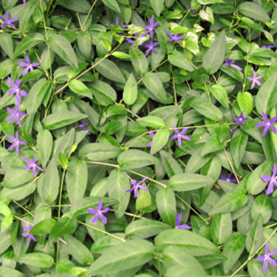 Vinca major ★ BIGLEAF PERIWINKLE