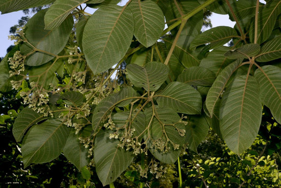 Vitex Keniensis ★ MERU OAK