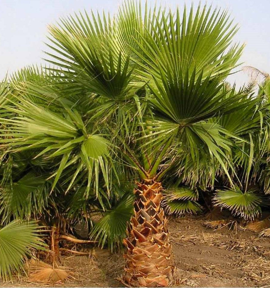 Washingtonia robusta ★ MEXICAN FAN PALM