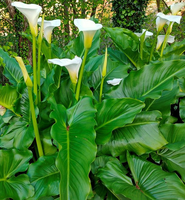 Zantedeschia aethiopica ★ CALLA LILY