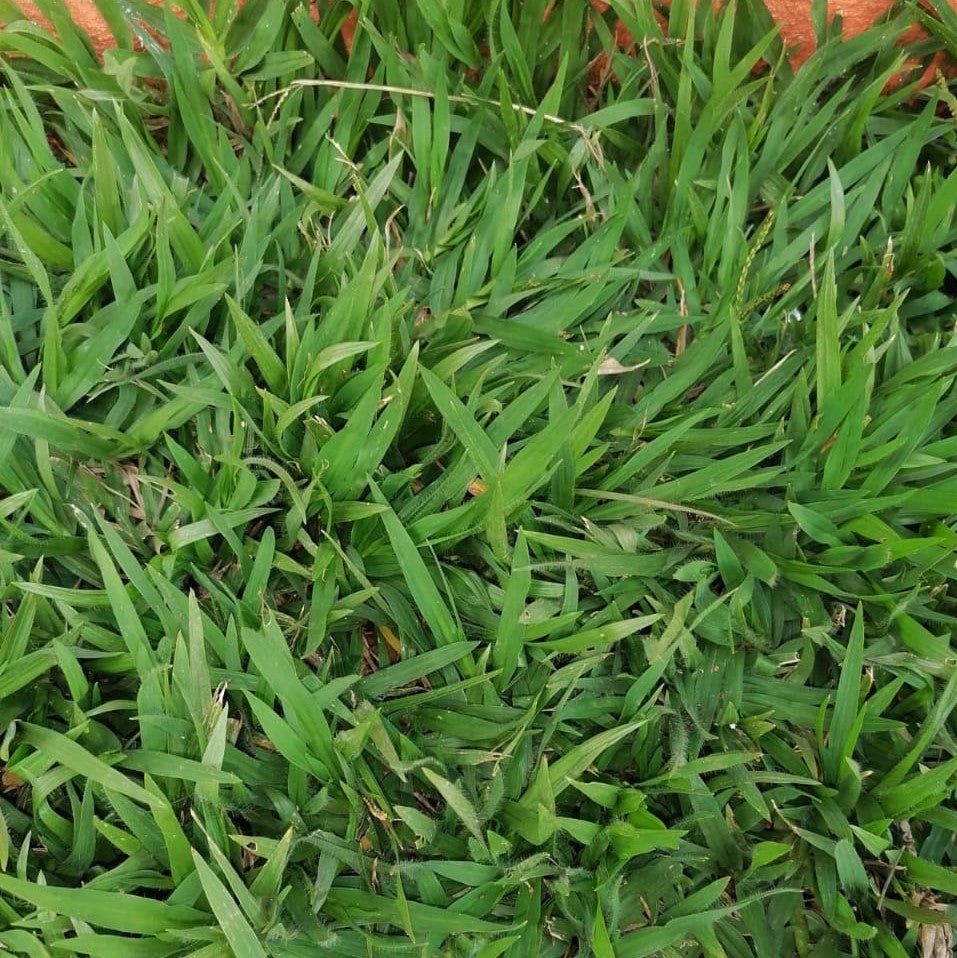 ZIMBABWE GRASS ★