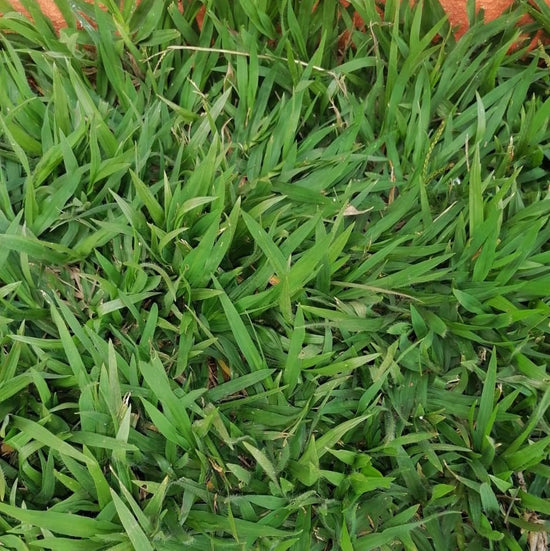 ZIMBABWE GRASS ★