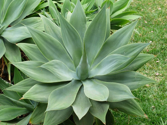 Agave attenuata ★ FOX TAIL AGAVE