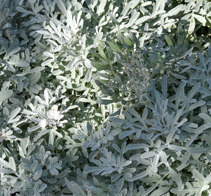 Artemisia stelleriana ★ BEACH WORMWOOD