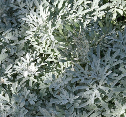 Artemisia stelleriana ★ BEACH WORMWOOD