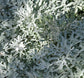 Artemisia stelleriana ★ BEACH WORMWOOD