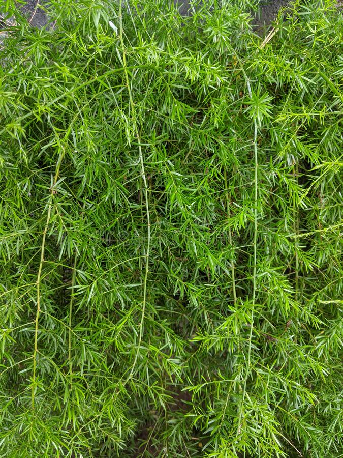 Asparagus densiflorus ★ ASPARAGUS FERN