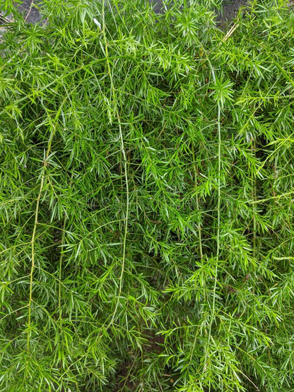 Asparagus densiflorus ★ ASPARAGUS FERN