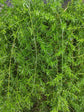 Asparagus densiflorus ★ ASPARAGUS FERN