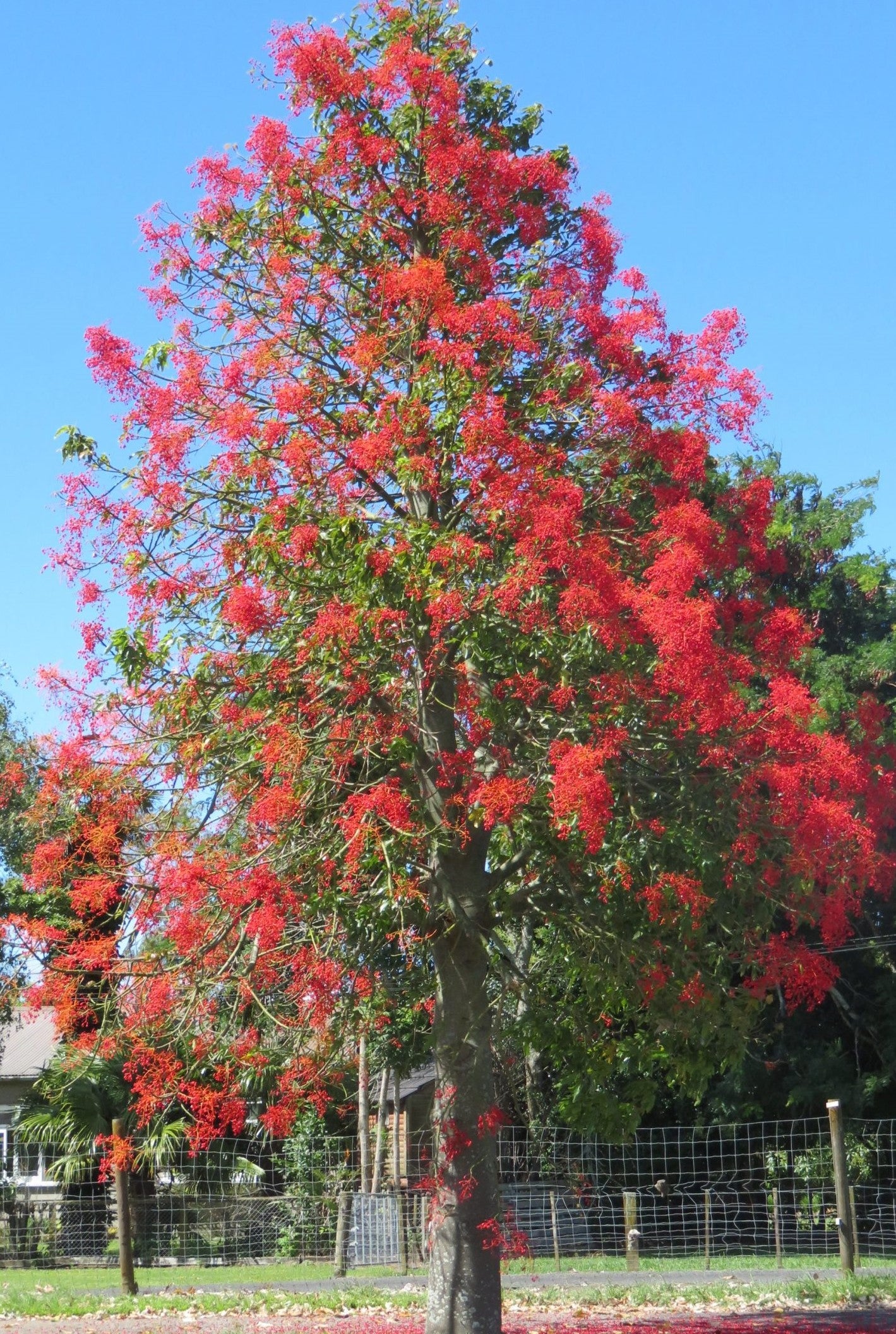 Brachychiton acerifolius ★ FLAME TREE – Plantitude Kenya