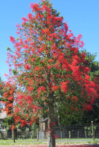 Brachychiton acerifolius ★ FLAME TREE