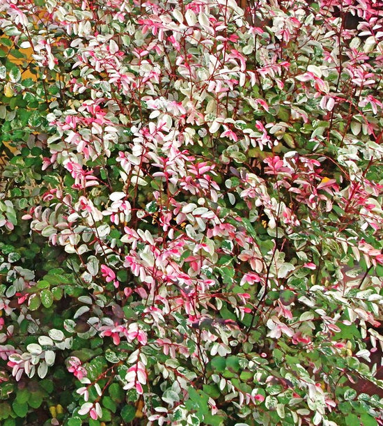 Breynia nivosa ★ SNOW BUSH