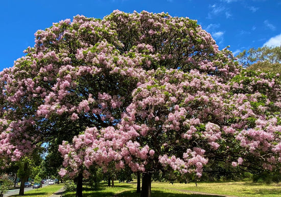 Calodendrum capense ★ CAPE CHESTNUT