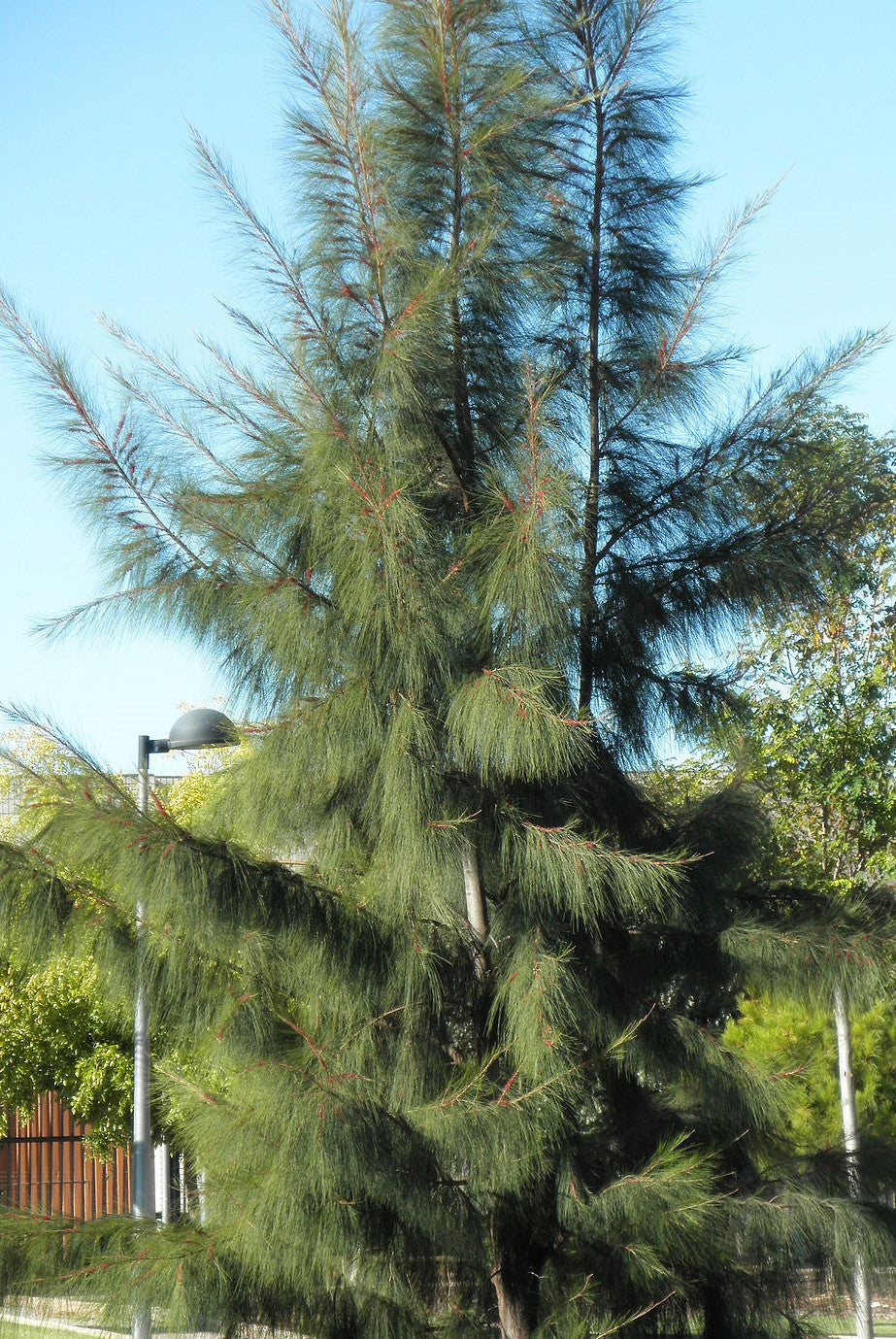 Casuarina equisetifolia ★ WHISTLING PINE