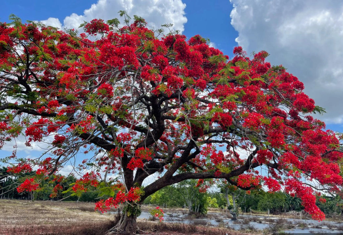 Delonix regia ★ FLAMBOYANT